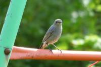 Phoenicurus ochruros