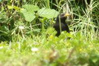 Sturnus vulgaris