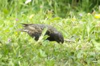 Sturnus vulgaris