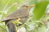 Turdus merula