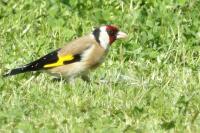Carduelis carduelis