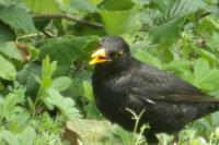 Turdus merula