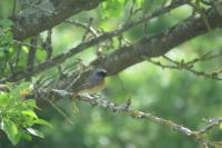 Phoenicurus phoenicurus