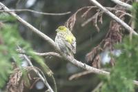Serinus serinus