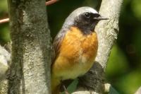 Phoenicurus phoenicurus