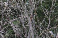 Nycticorax nycticorax