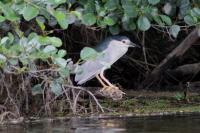 Nycticorax nycticorax