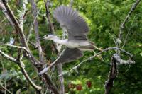 Nycticorax nycticorax