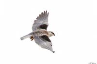 Elanus caeruleus