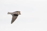 Elanus caeruleus