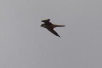 Falco subbuteo
