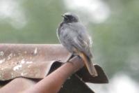 Phoenicurus ochruros