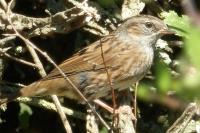 Prunella modularis