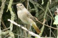 Phoenicurus phoenicurus