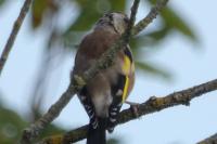 Carduelis carduelis