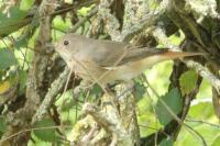 Phoenicurus phoenicurus
