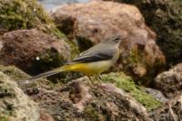 Motacilla cinerea