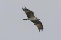 Pandion haliaetus