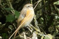 Phoenicurus phoenicurus