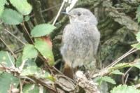 Phoenicurus ochruros