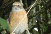 Phoenicurus phoenicurus