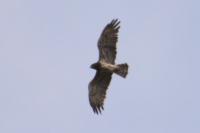 Circaetus gallicus