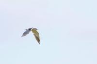 Elanus caeruleus