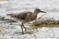 Calidris pugnax