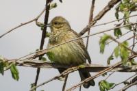 Emberiza cirlus