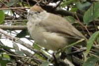 Sylvia atricapilla