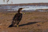 Phalacrocorax carbo