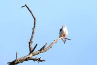 Elanus caeruleus