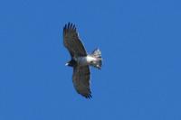 Circaetus gallicus