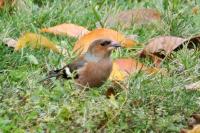 Fringilla coelebs