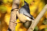 Sitta europaea