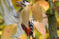 Dendrocopos major