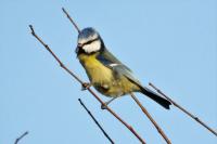 Cyanistes caeruleus