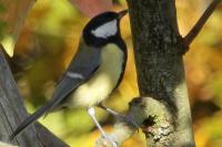 Parus major