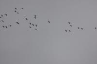 Grus grus