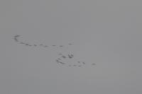 Grus grus