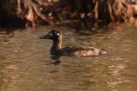 Melanitta fusca