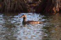 Melanitta fusca