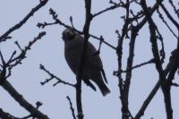 Coccothraustes coccothraustes