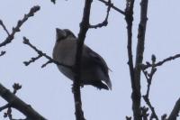Coccothraustes coccothraustes