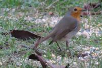 Erithacus rubecula