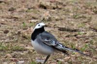 Motacilla alba yarrellii