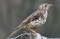 Turdus viscivorus