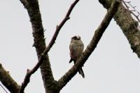 Aegithalos caudatus