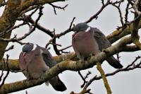 Pigeon ramier