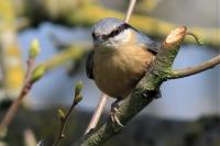 Sitta europaea